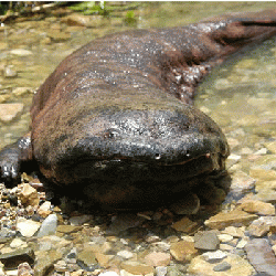 Sloth (USA-2) : Can I Come Too?